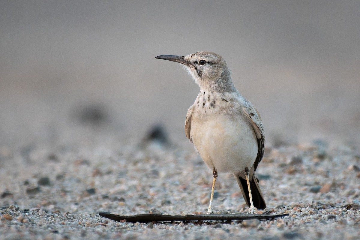 Пікір великий - ML646044645