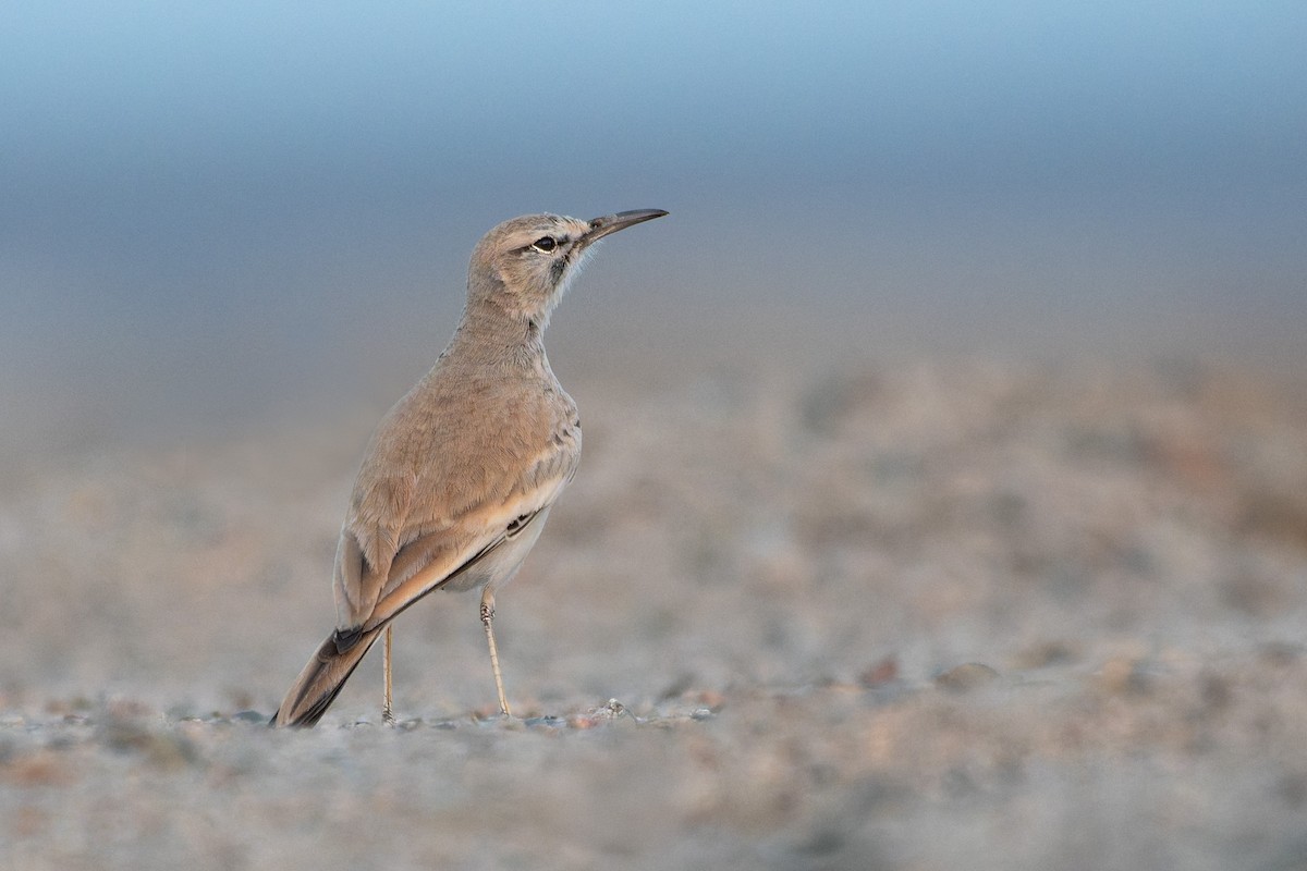 Пікір великий - ML646044646