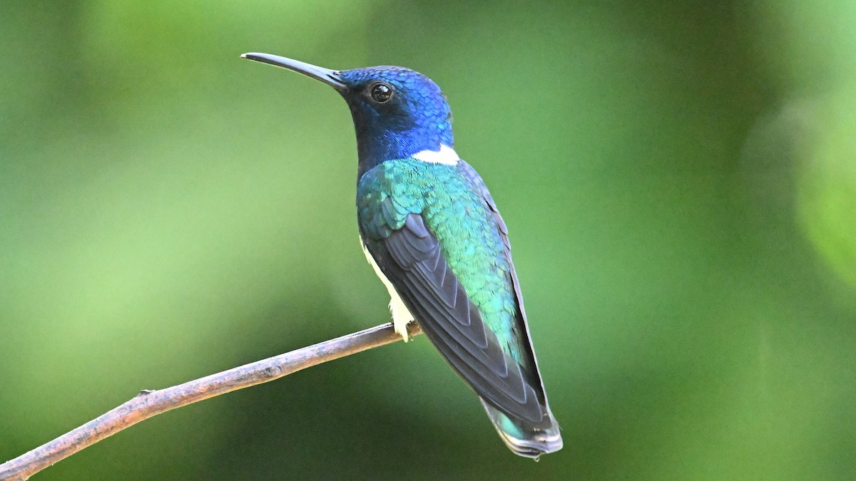 White-necked Jacobin - ML646044648
