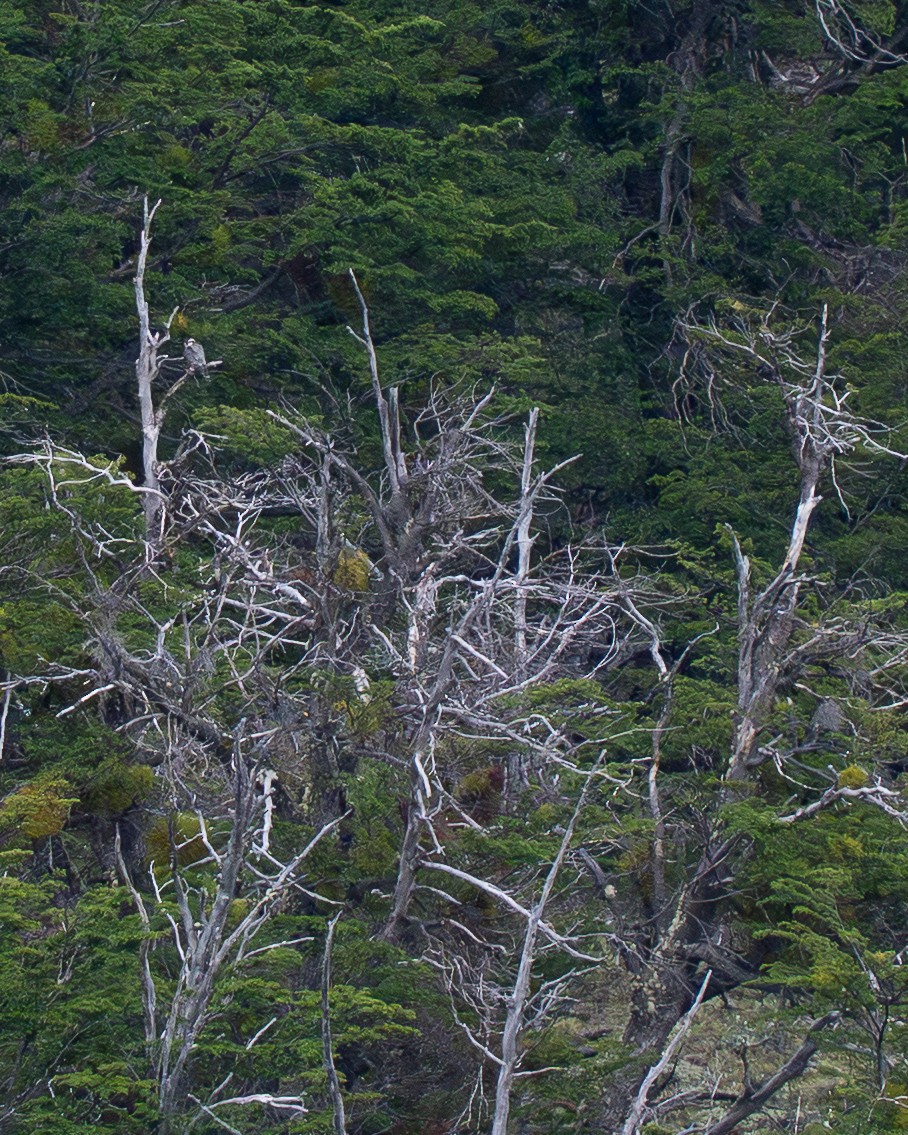 Aplomado Falcon - ML646044650