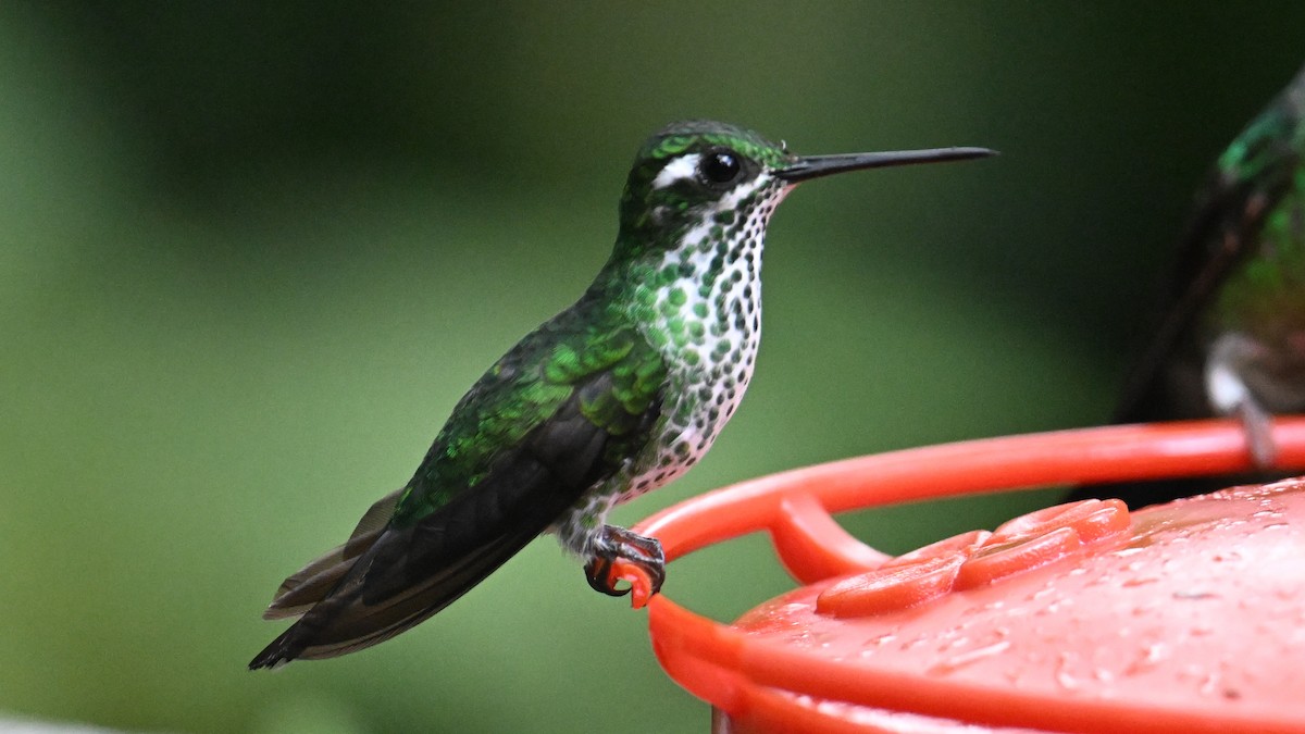 Purple-bibbed Whitetip - ML646044651