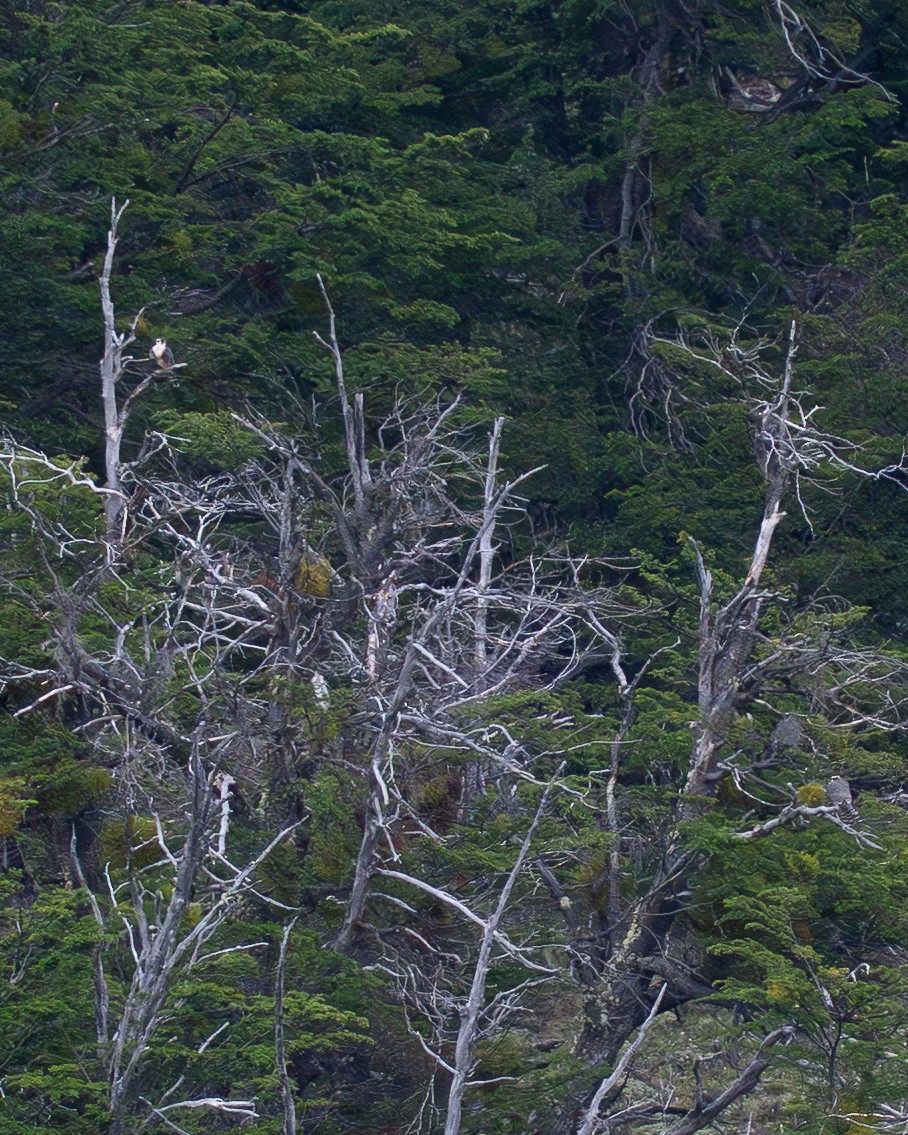 Aplomado Falcon - ML646044652