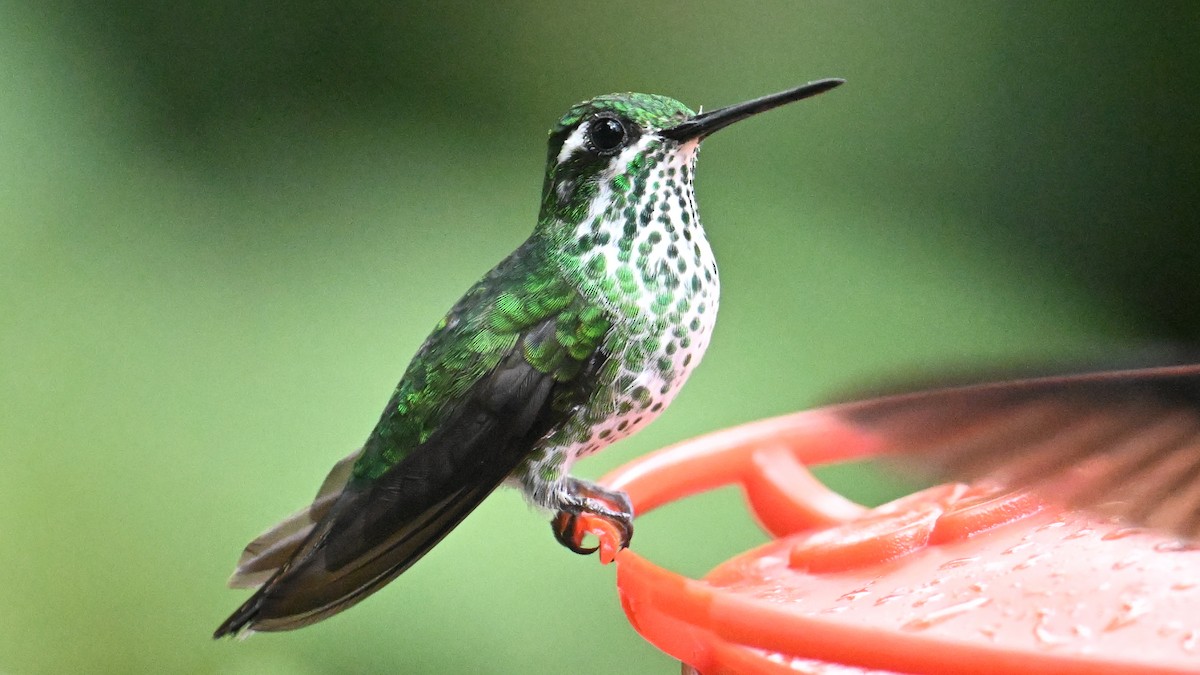 Purple-bibbed Whitetip - ML646044657