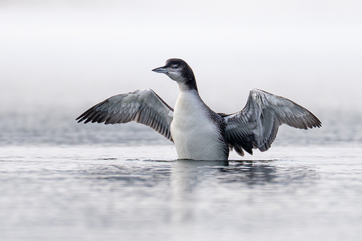 Common Loon - ML646044658