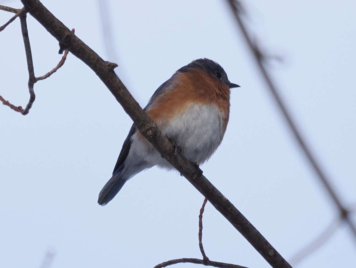 Eastern Bluebird - ML646044662