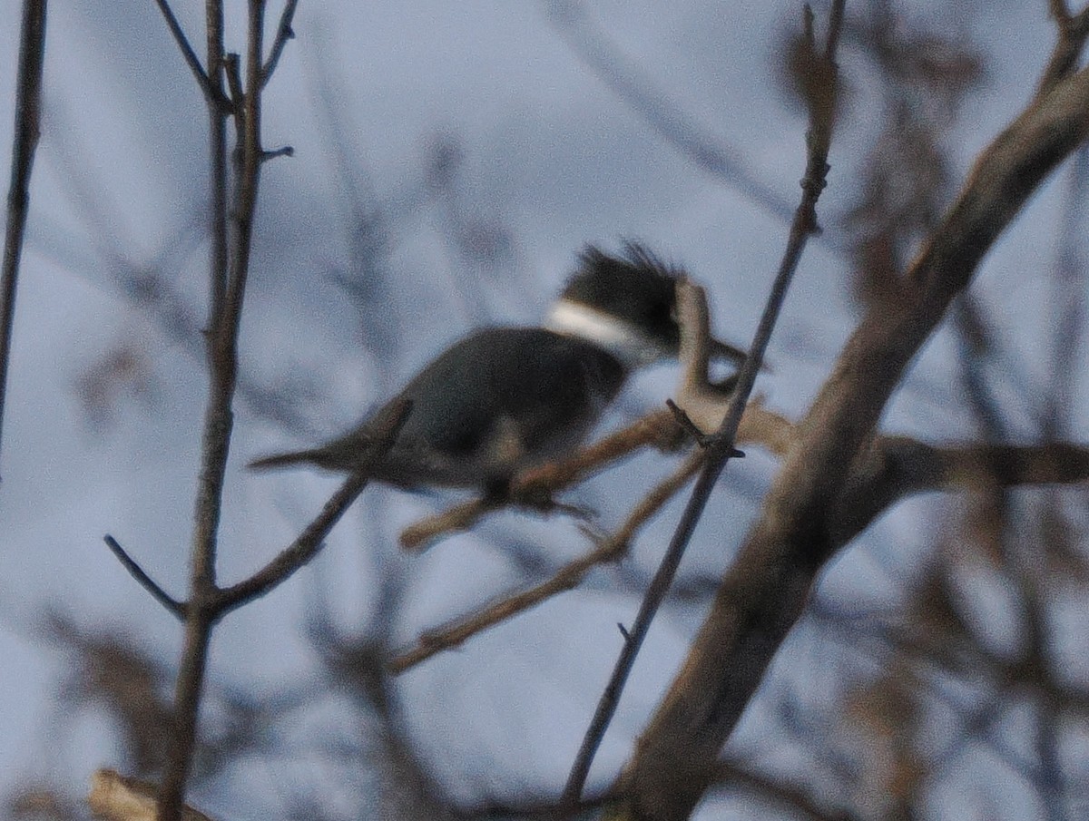 Belted Kingfisher - ML646044669