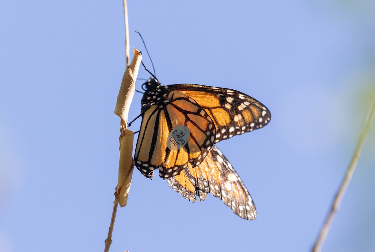 Animals - ML646044676