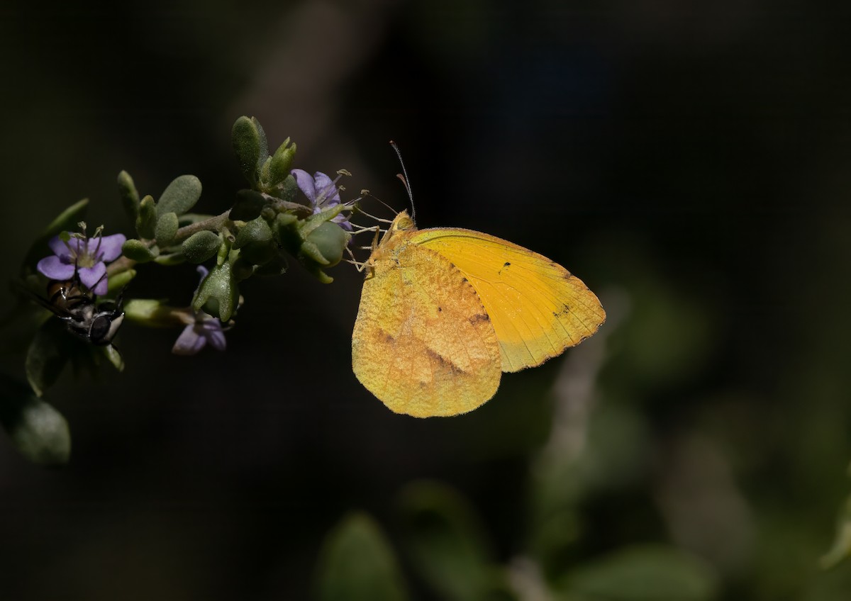 Animals - ML646044677