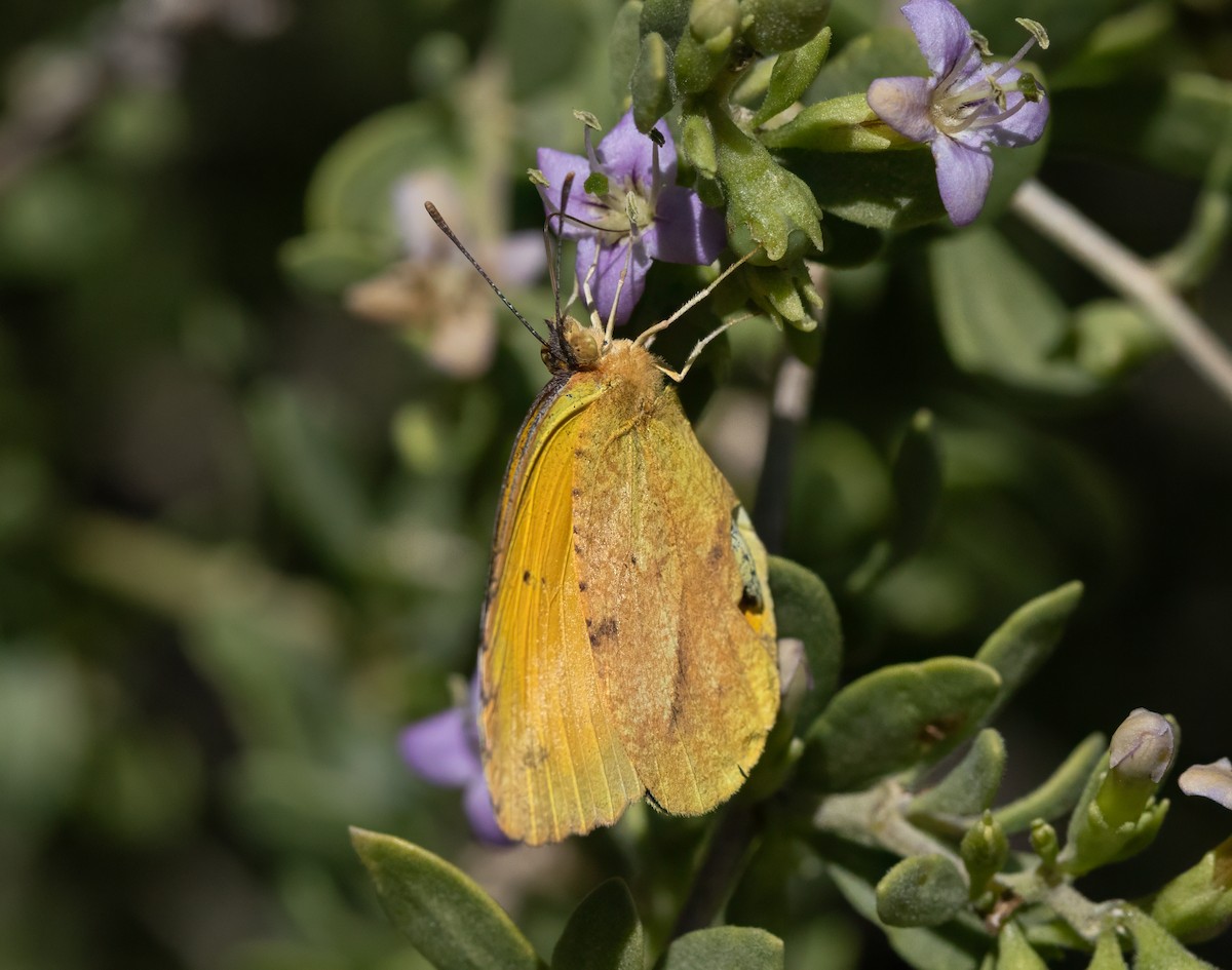 Animals - ML646044678