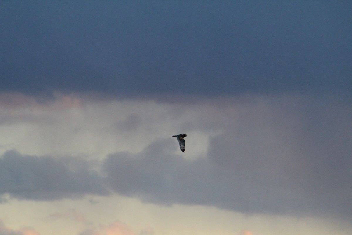 Short-eared Owl - ML646044694