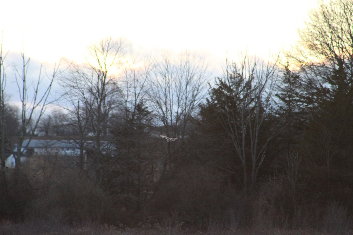 jordugle - ML646044695