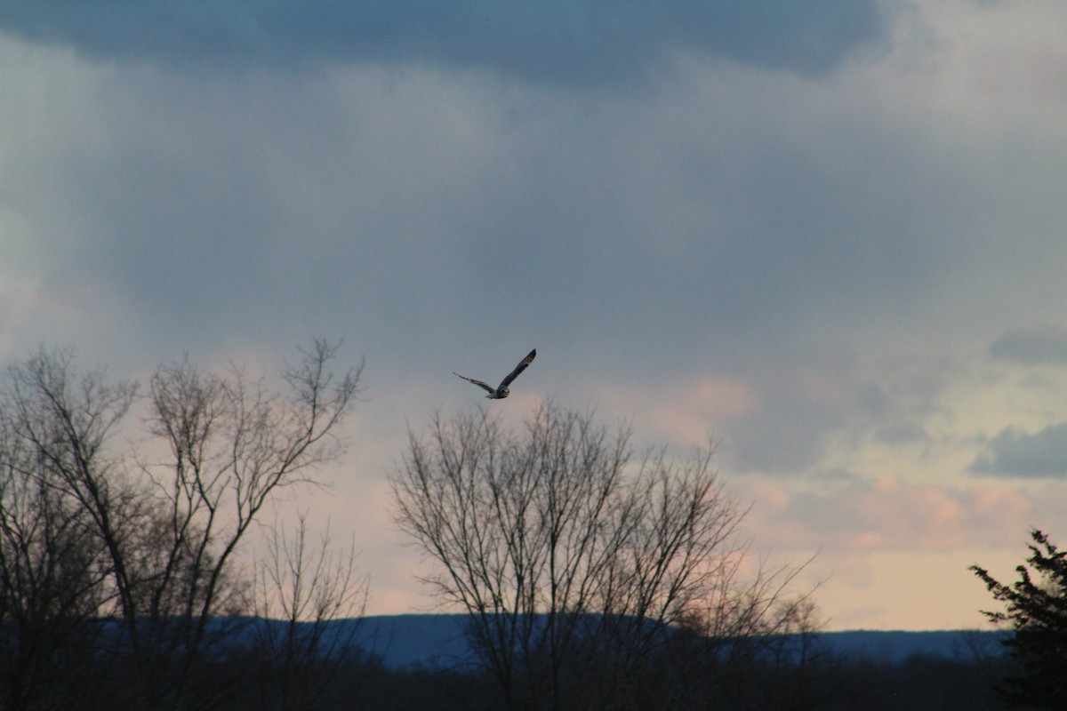 Short-eared Owl - ML646044696