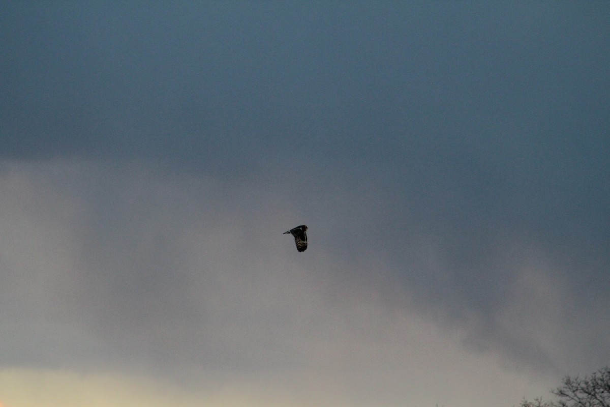 Short-eared Owl - ML646044697