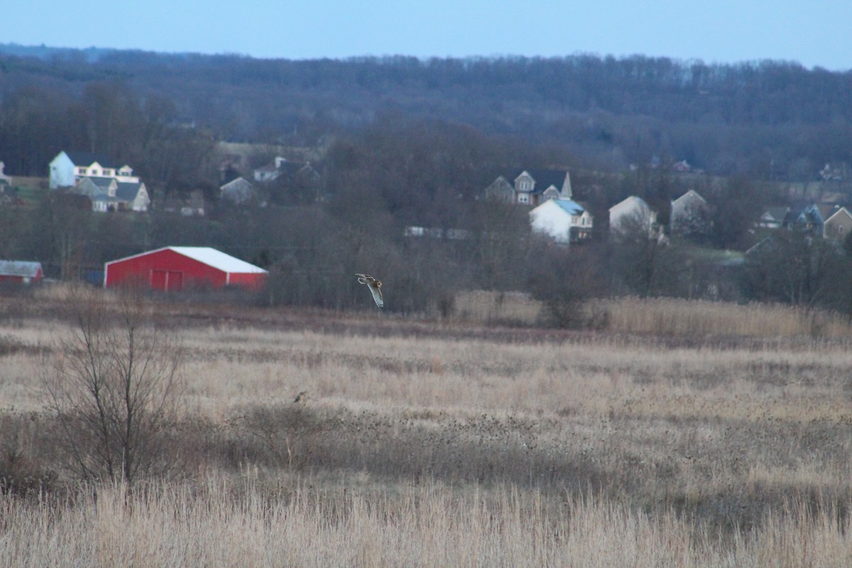 Short-eared Owl - ML646044698