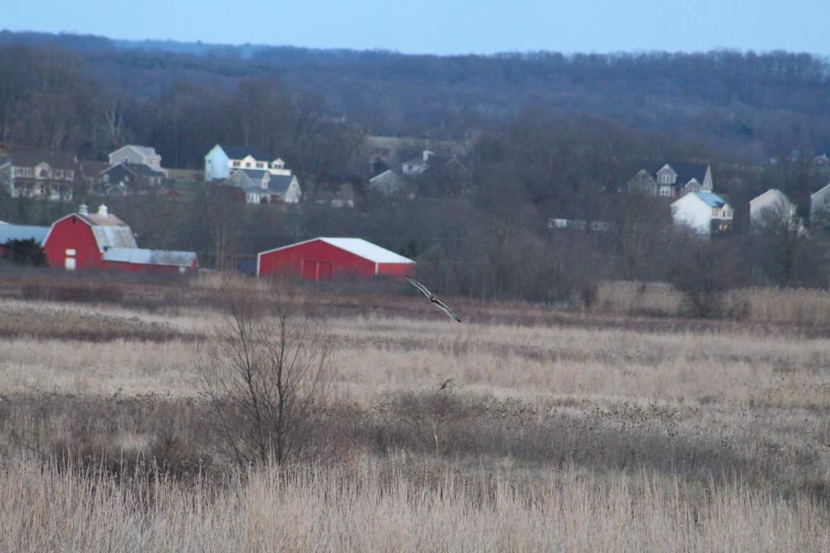 Short-eared Owl - ML646044699