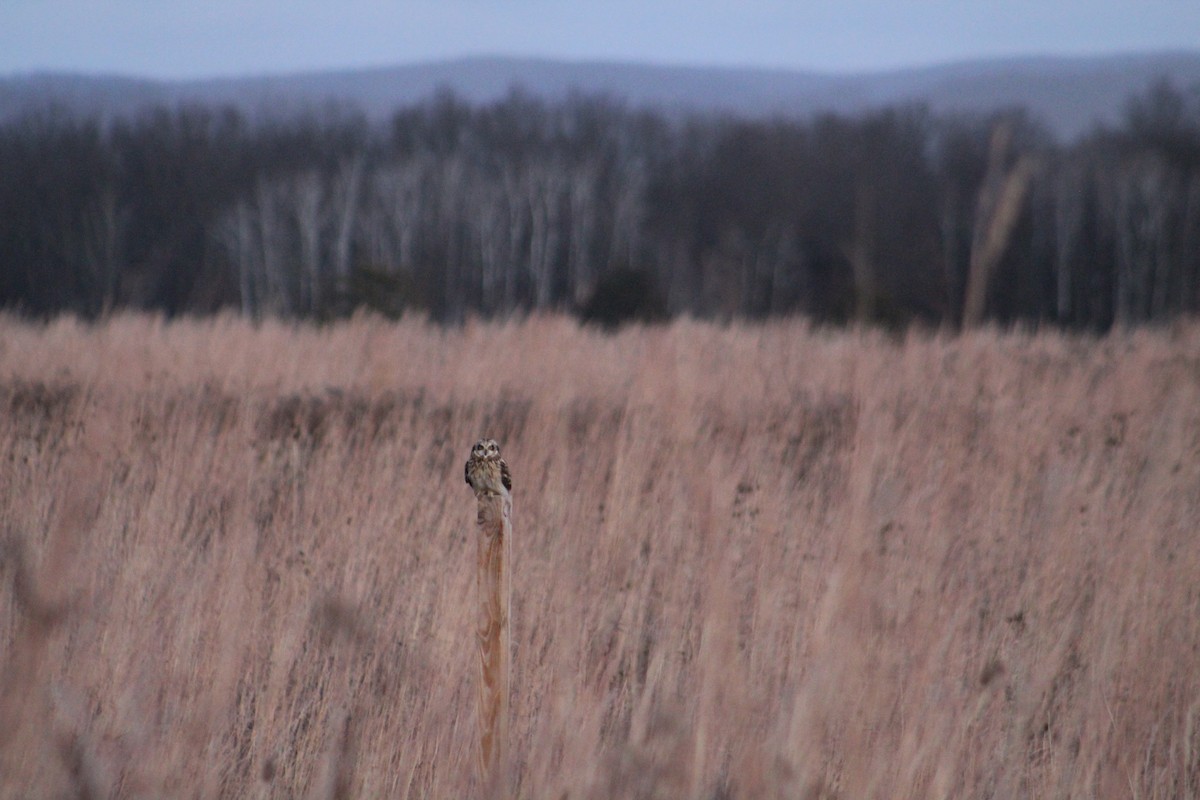 Short-eared Owl - ML646044700
