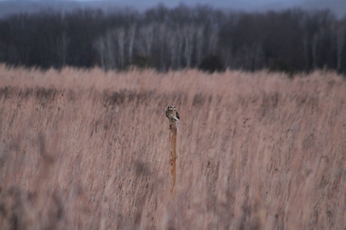 Short-eared Owl - ML646044701