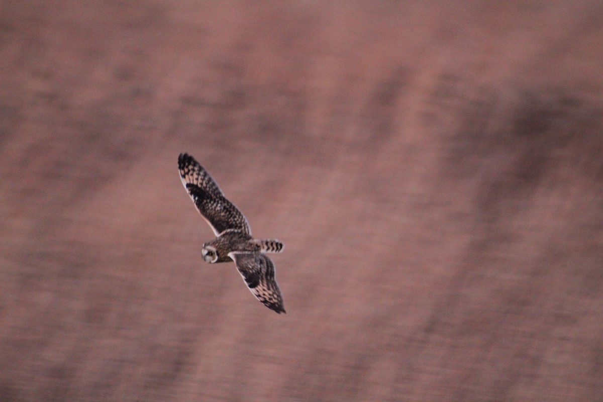 jordugle - ML646044702