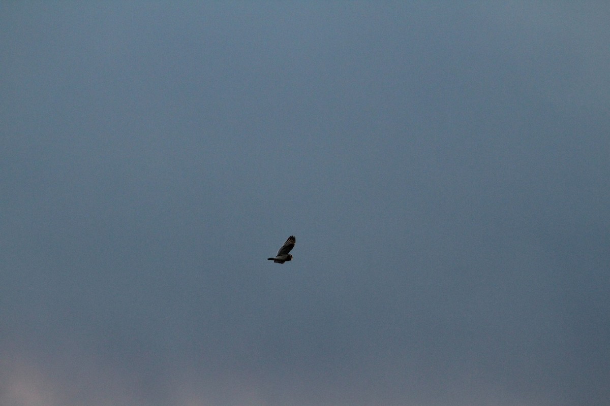 jordugle - ML646044703