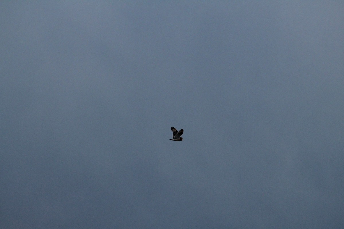 jordugle - ML646044704