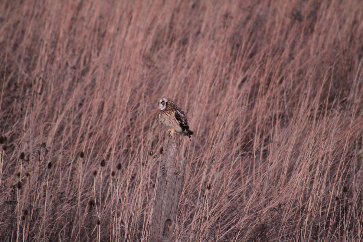 jordugle - ML646044705