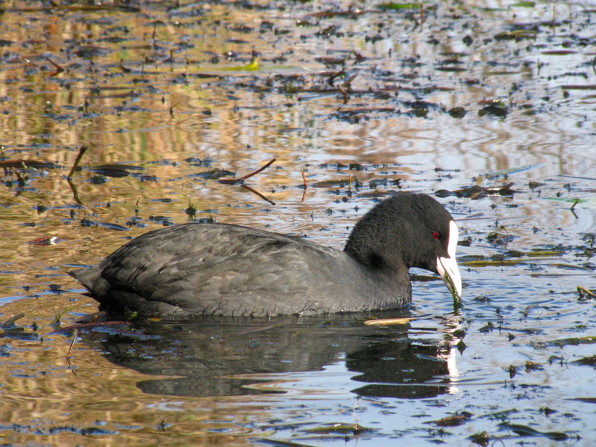 Eurasian Coot - ML646044706