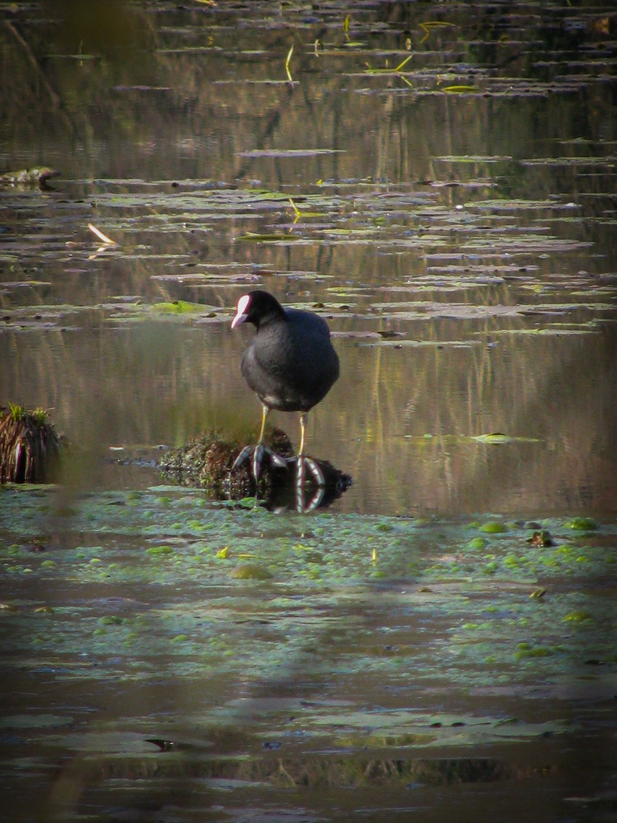 Eurasian Coot - ML646044707