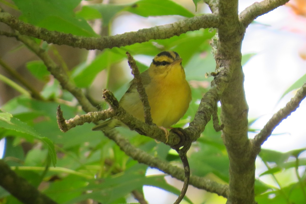 åmeparula - ML646044709