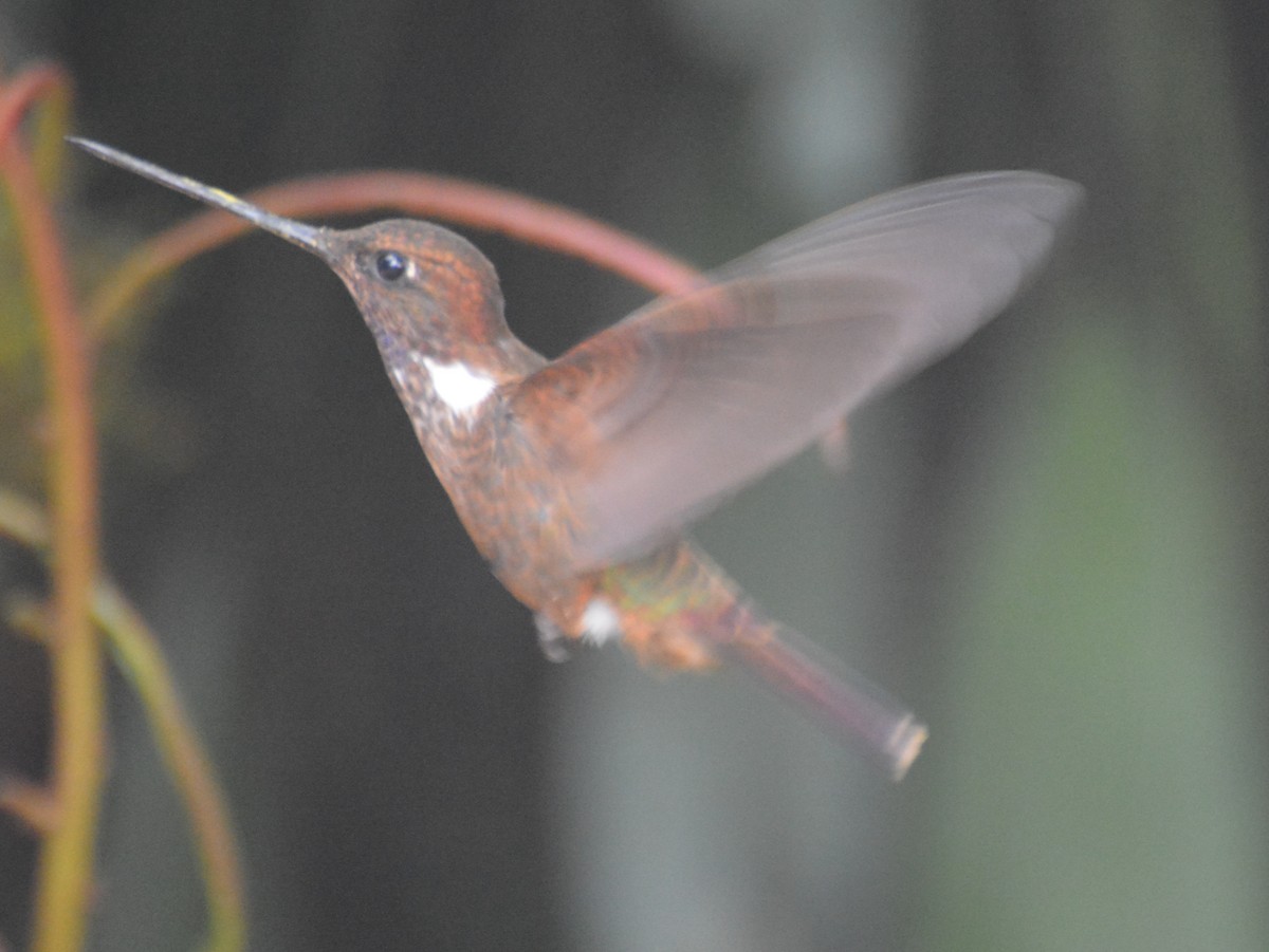 bruninka - ML646044710