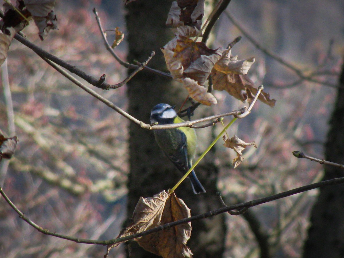 blåmeis - ML646044711