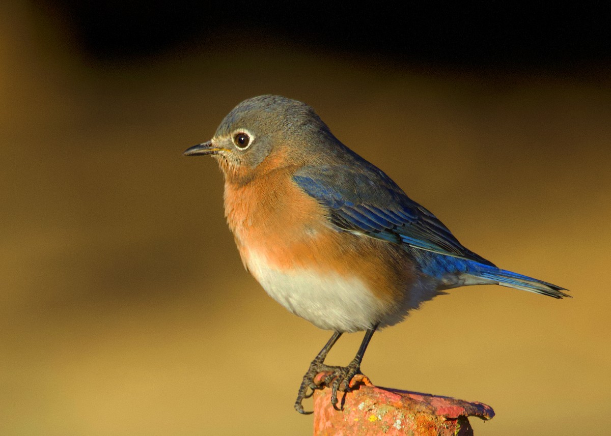 Eastern Bluebird - ML646044713
