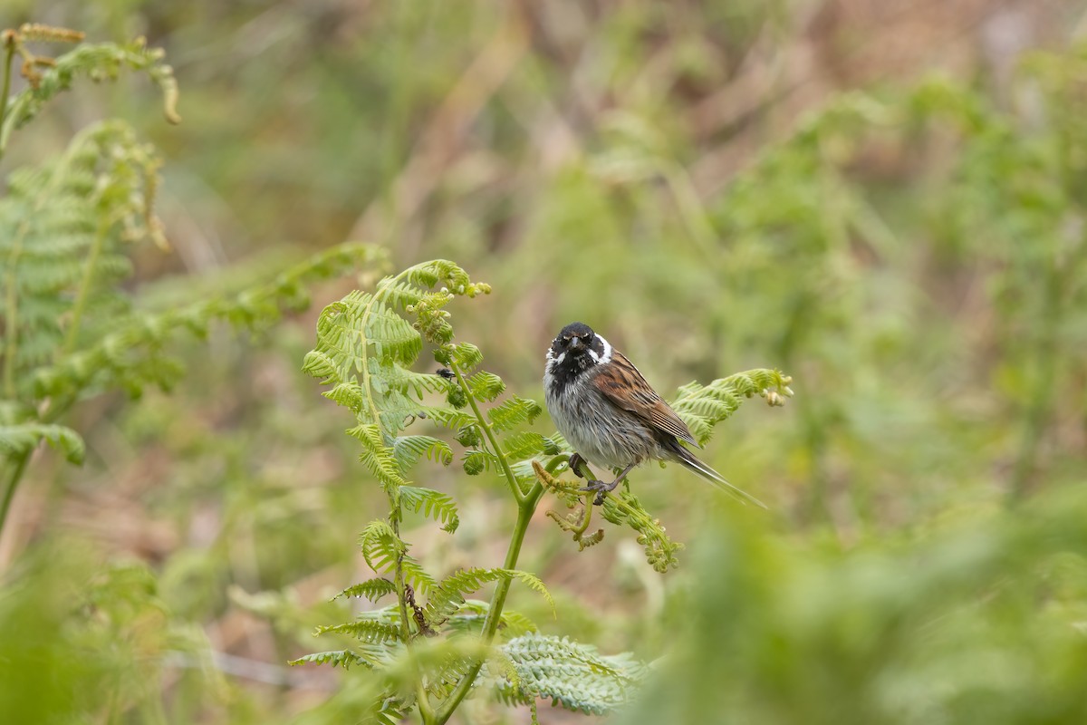 sivspurv - ML646044714