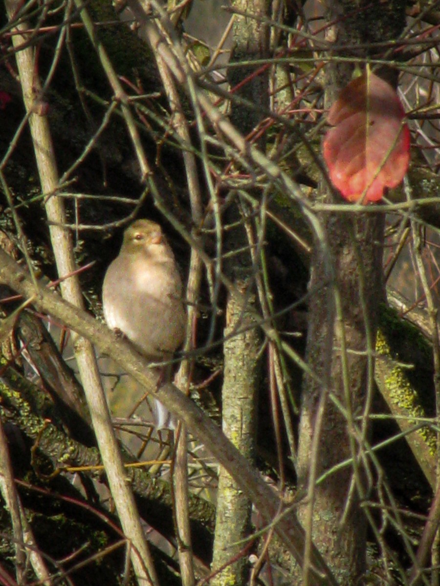 bokfink - ML646044718