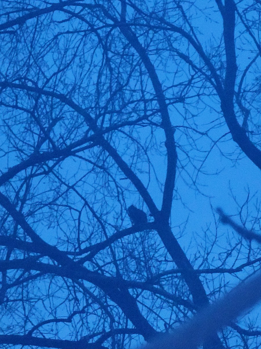 amerikahubro - ML646044719