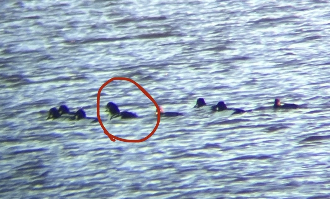 Barrow's Goldeneye - ML646044720