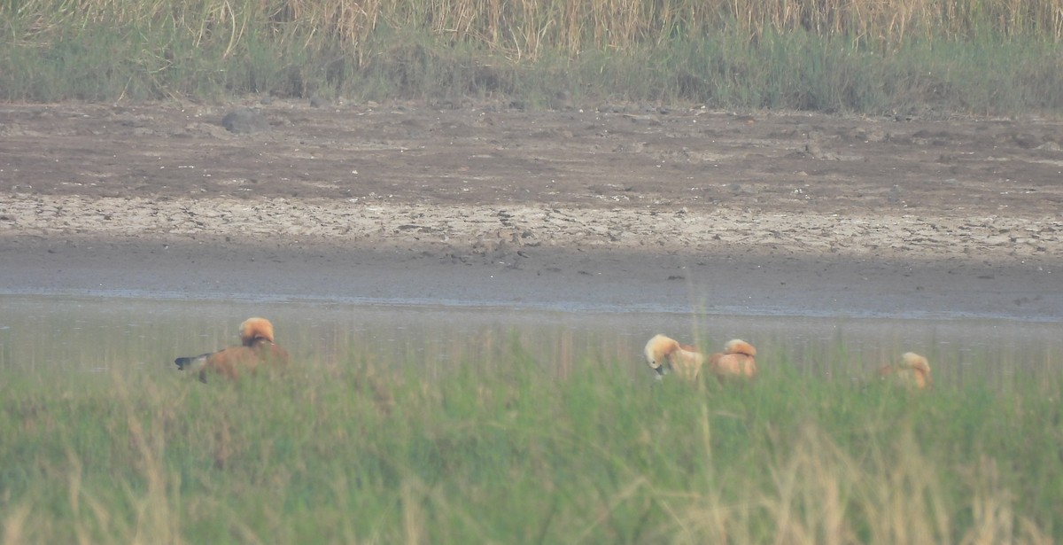 rustand - ML646044721