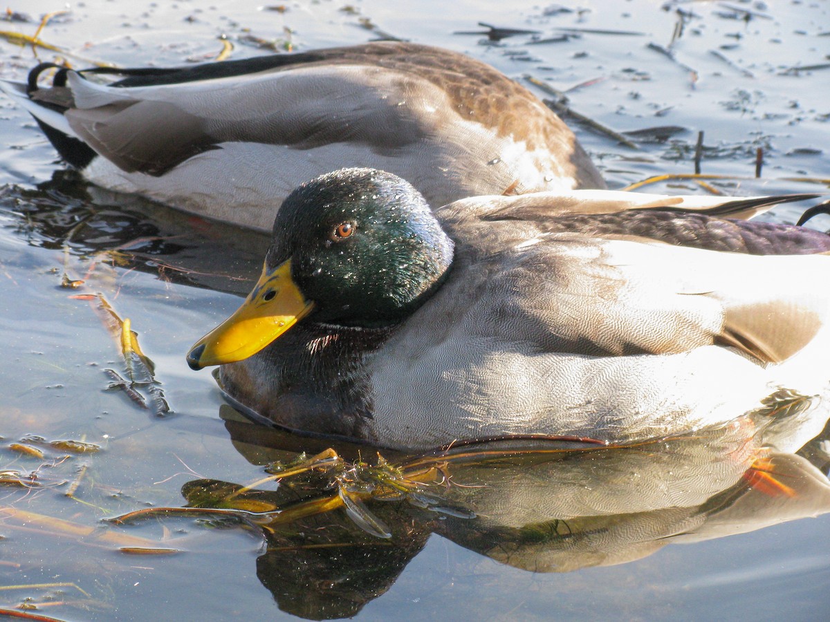 stokkand - ML646044727