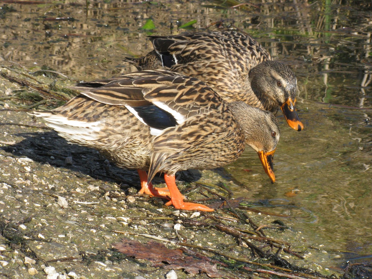 stokkand - ML646044728