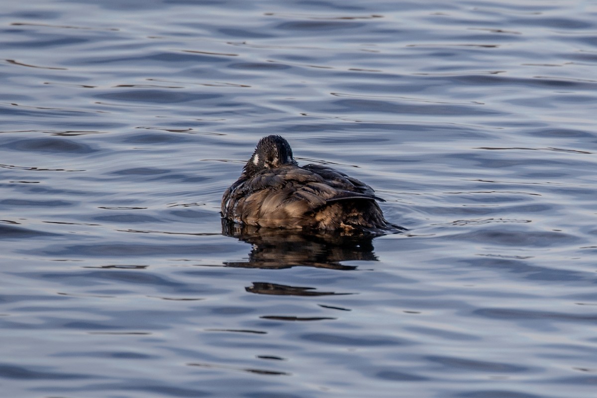 Harlequin Duck - ML646044729