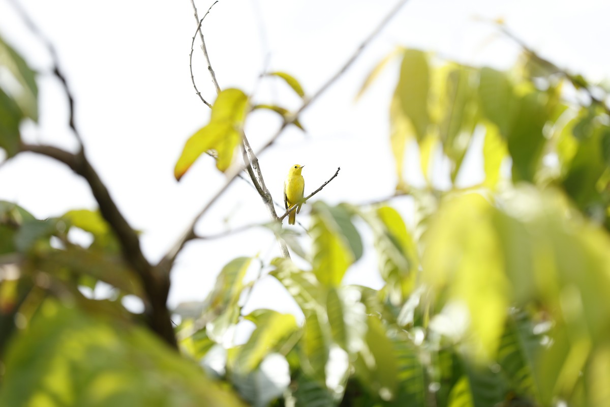 gulparula - ML646044734