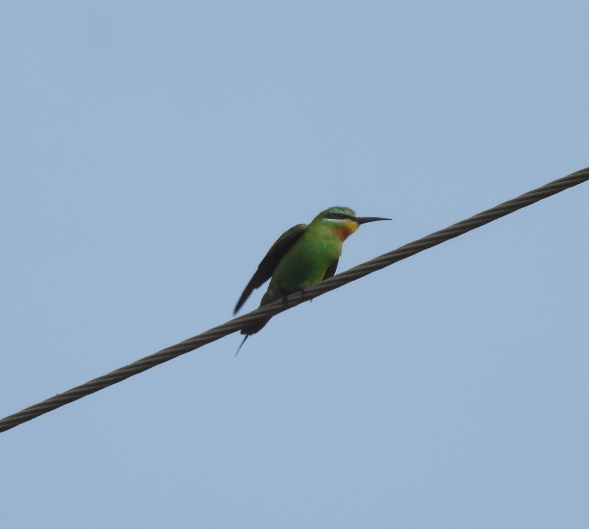 blåkinnbieter - ML646044736