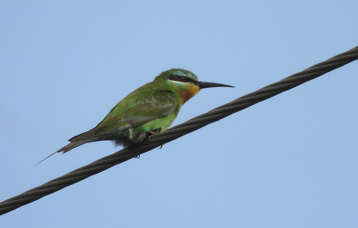 blåkinnbieter - ML646044737