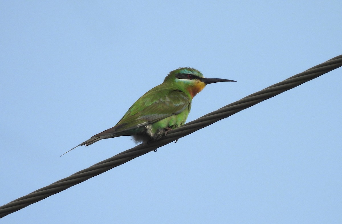 blåkinnbieter - ML646044738