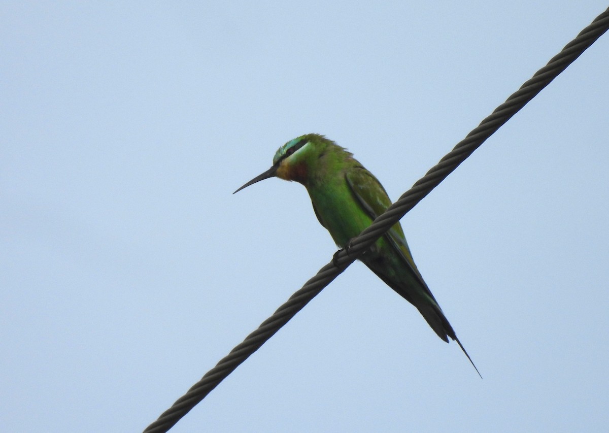 blåkinnbieter - ML646044739