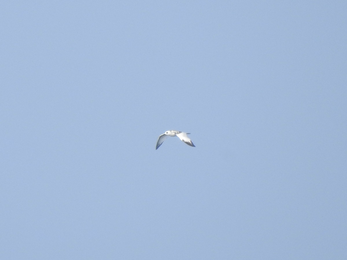 svalestjertmåke - ML646044742