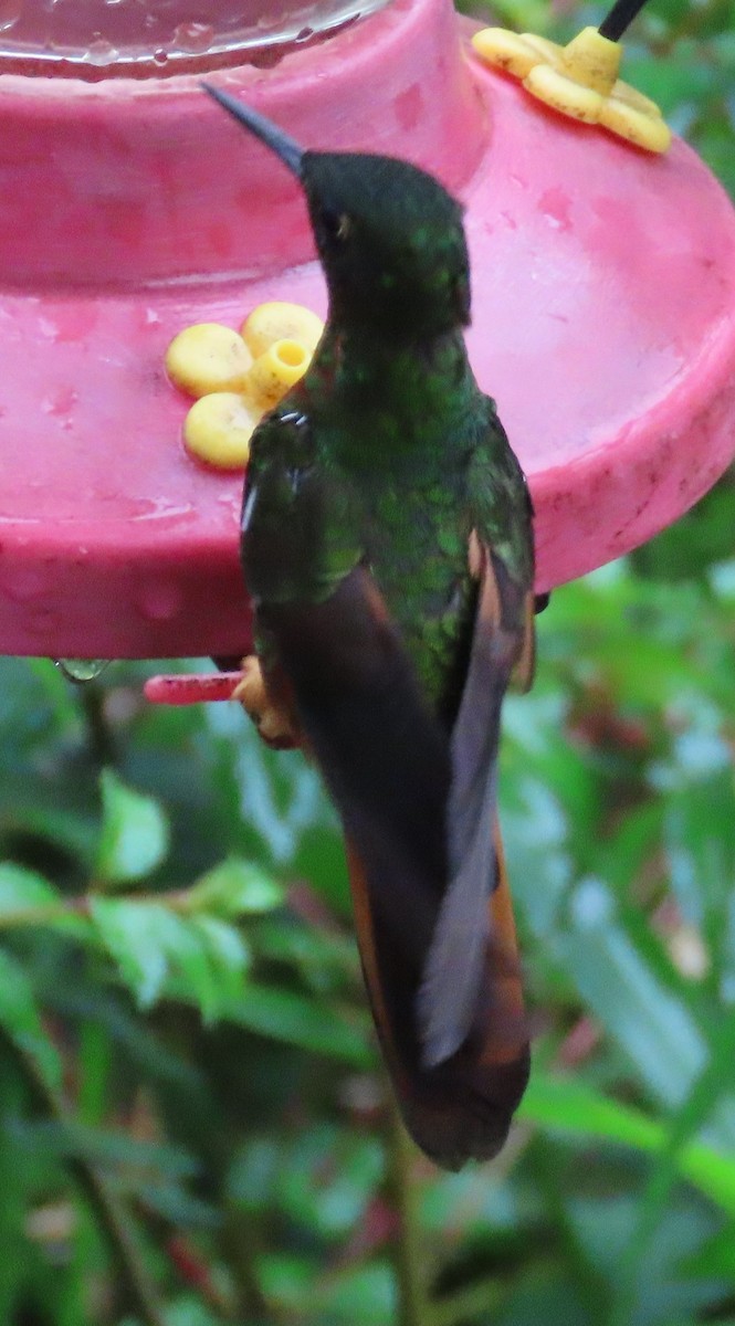 hvitstjertbergstjerne - ML646044744