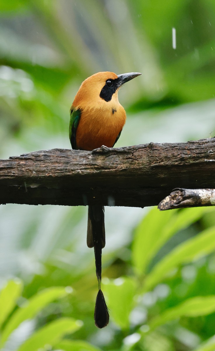 kanelmotmot - ML646044746
