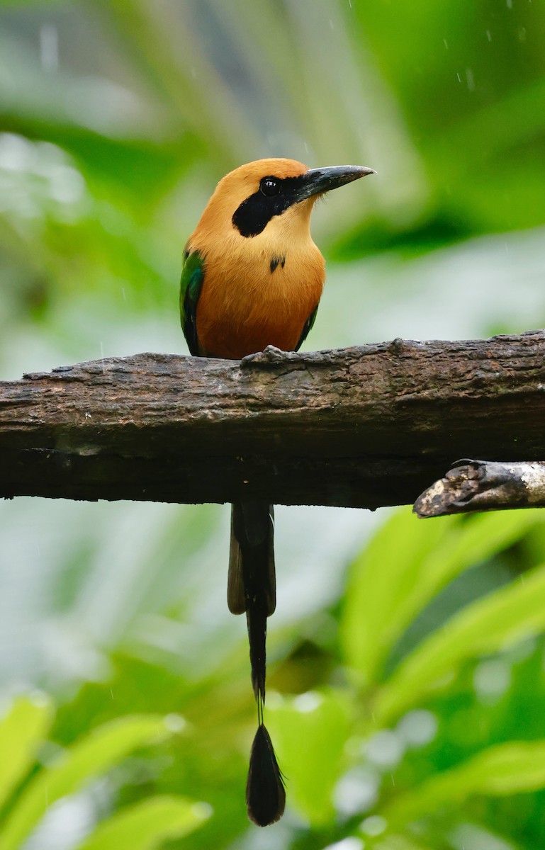 kanelmotmot - ML646044747