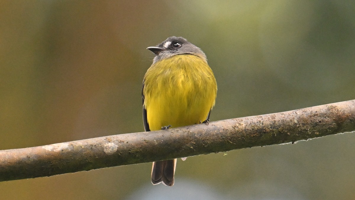 ornattyrann (ornatus/stellatus) - ML646044748