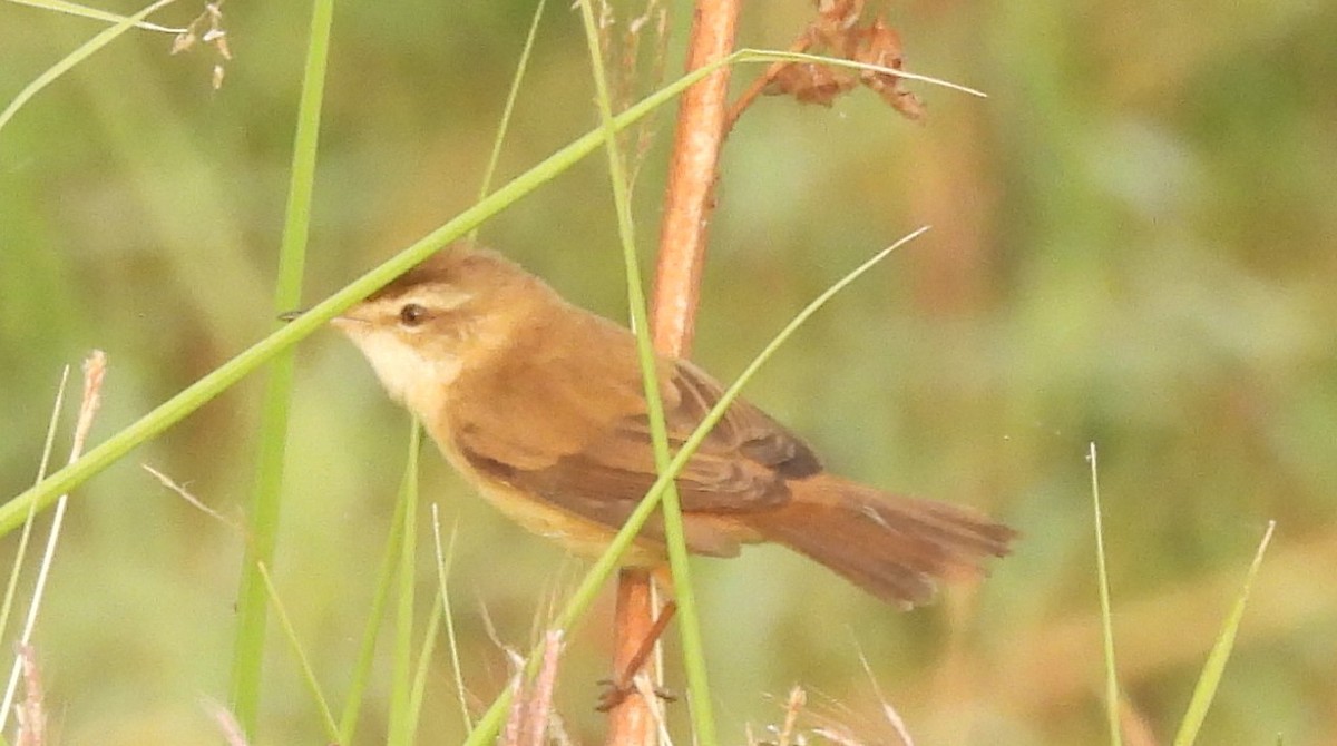 tartarsanger - ML646044749